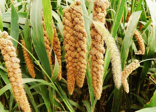 小米種植的文化傳承與鄉村旅游結合