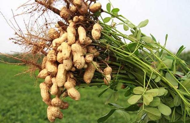 分析花生種植的經濟效益